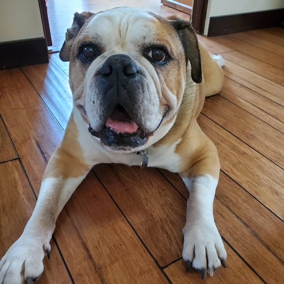 Meet your Posher, Laura - Picture 4 of 13